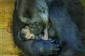 Zoo keepers hand rearing baby gorilla