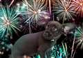 Vet charity unveil handy hints to help pets avoid Hogmanay fireworks misery