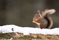 Squirrels on the hunt for food in Fochabers snow