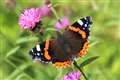 Butterfly numbers increase this year but decrease long term, figures show