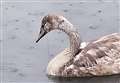 Anglers sent warning over discarded fishing gear by Scottish SPCA after cygnet dies