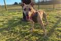 Energetic lass Keela hoping to sniff out her forever home