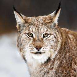 The lynx could be reintroduced to the Huntly area.