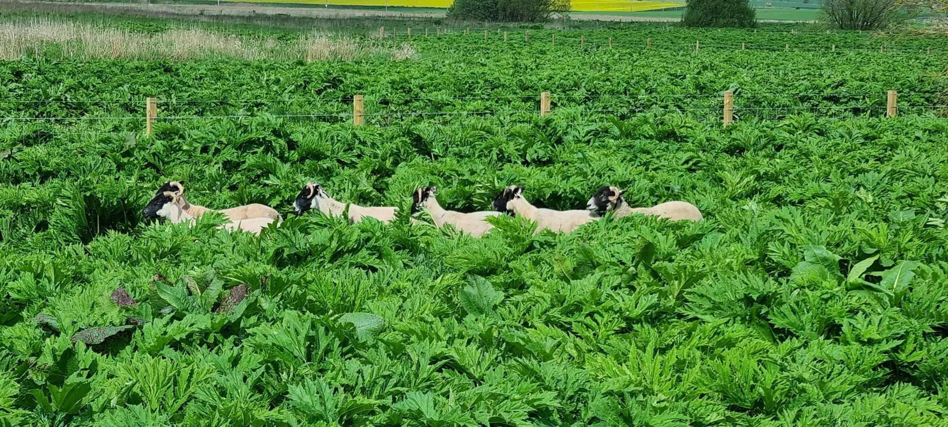 Sheep are busy helping to get rid of giant hogweed at Uryside