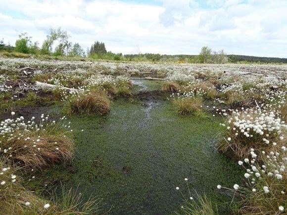 Bog cotton growing at Gow Moss, near Fochabers, which has seen a surge in bird numbers through a project by Forestry and Land Scotland.