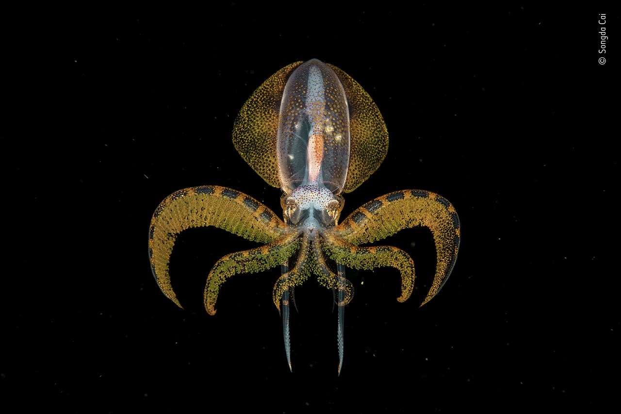 A tiny diamondback squid paralarva (Songda Cai/Wildlife Photographer of the Year 2020/PA)