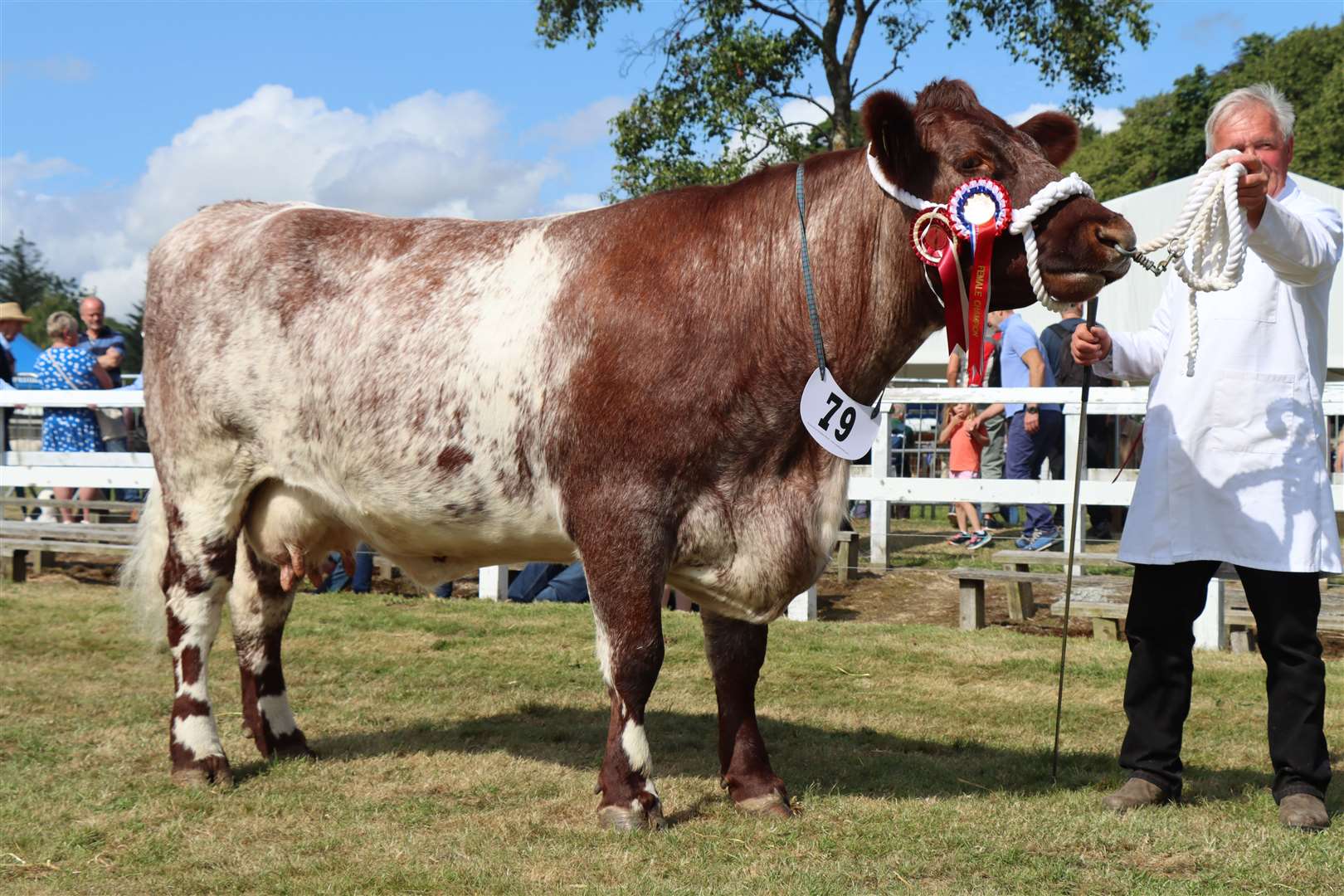 Champion Shorthorn ...Picture: Judy Mair