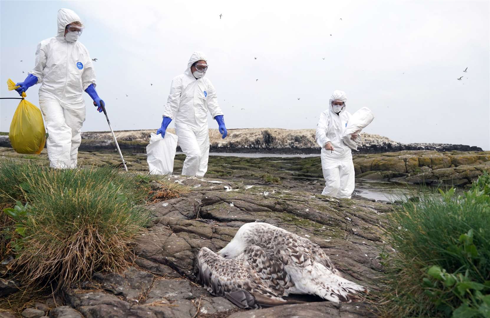 A dead seabird is among those cleared by the National Trust team on the Farne Islands (Owen Humphreys/PA)