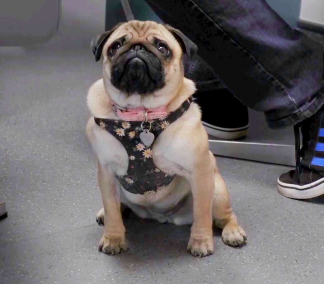 Peppa the Pug who features in the first episode