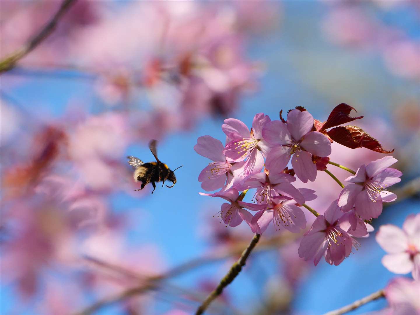 A bumblebee feeding on nectar on pink cherry blossom at Sheringham Park in Norfolk (Rob Coleman/National Trust/PA)