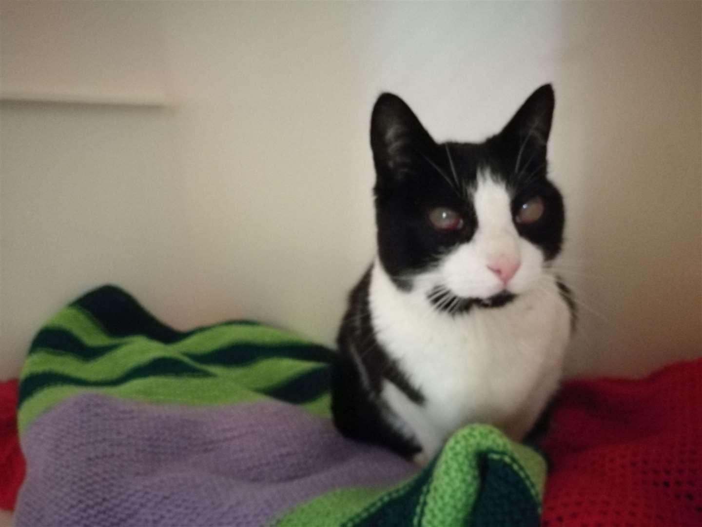 The SSPCA are trying to trace the owners of the cat they've called Bobby.