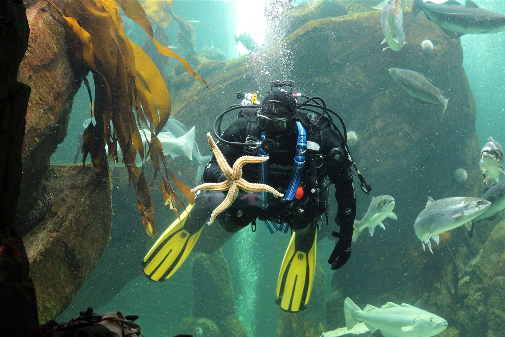 Macduff Marine Aquarium hosts two sessions on Blue Carbon.