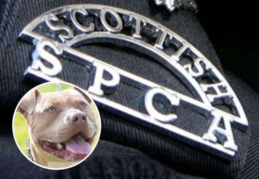 The Scottish SCPA have expressed reservations about imposing a whole breed ban on Bully XLs.