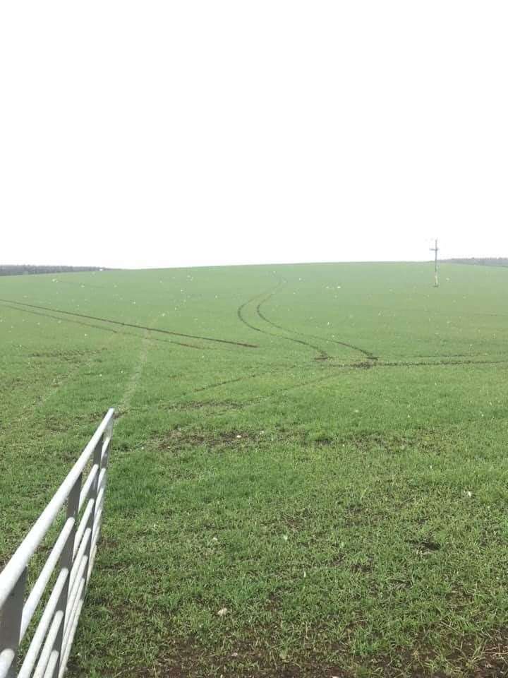 Suspected hare coursers have caused considerable damage to crop fields.