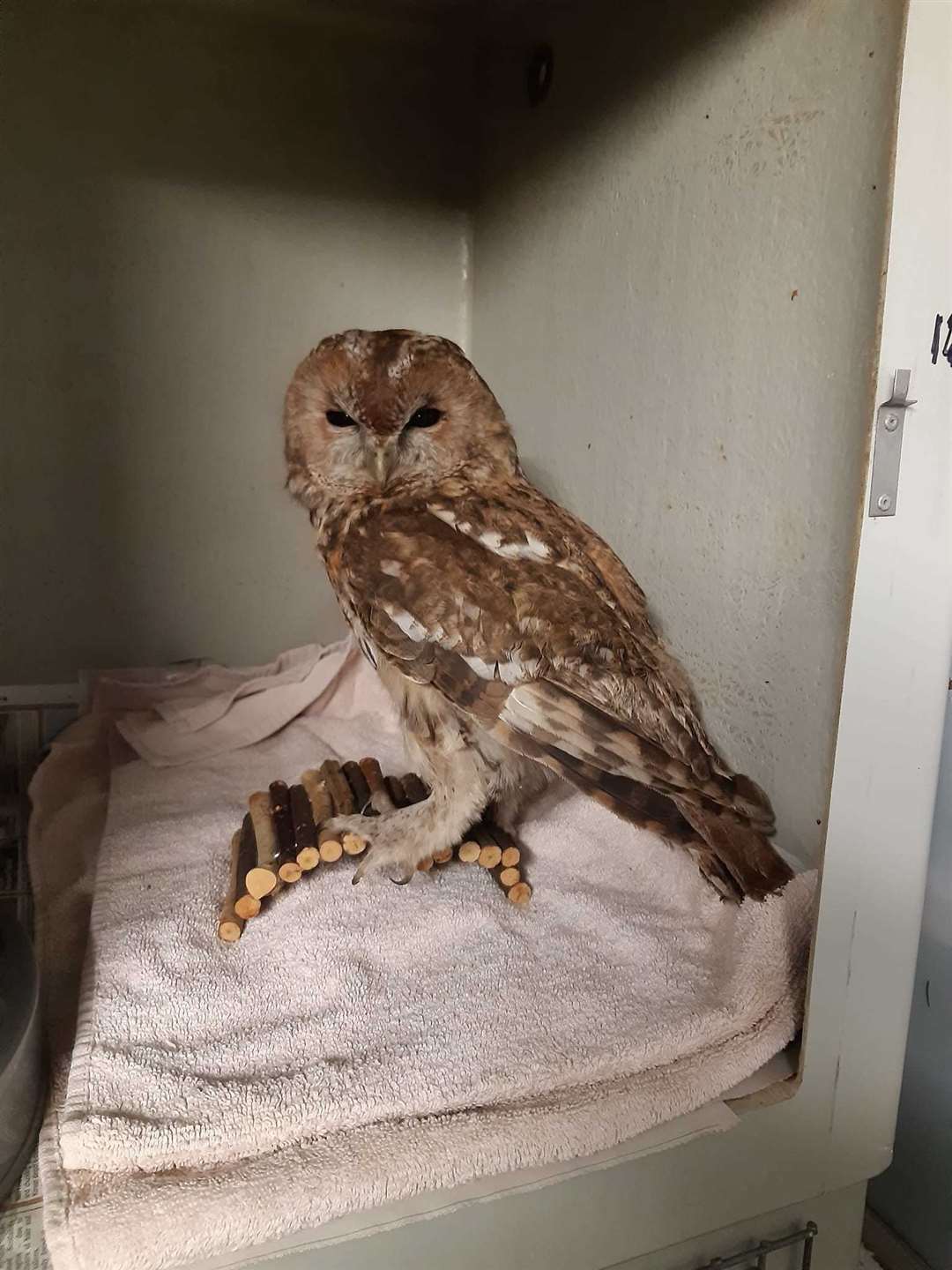 Scottish SPCA rescues owl from wood burning stove in Aberdeen