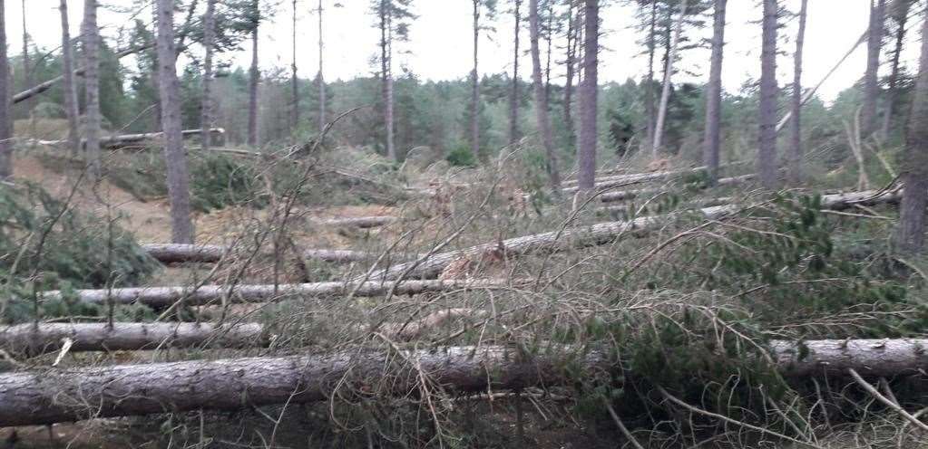 Storms over the winter have impacted forests in the north-east.