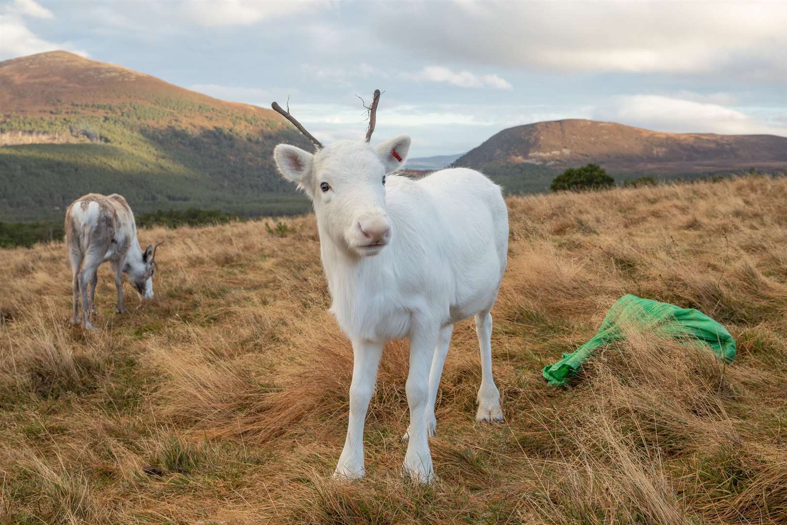 Three rare white reindeer calves are preparing to tour the UK to spread festive cheer in the run-up to Christmas.
