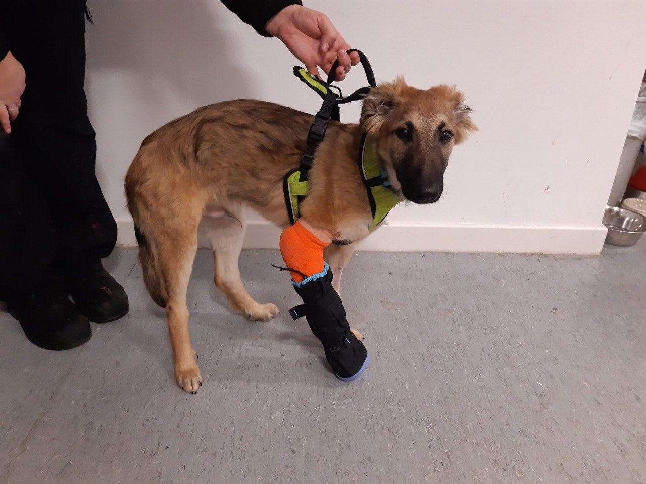 The young dog's leg was fractured after he was hit by a car.