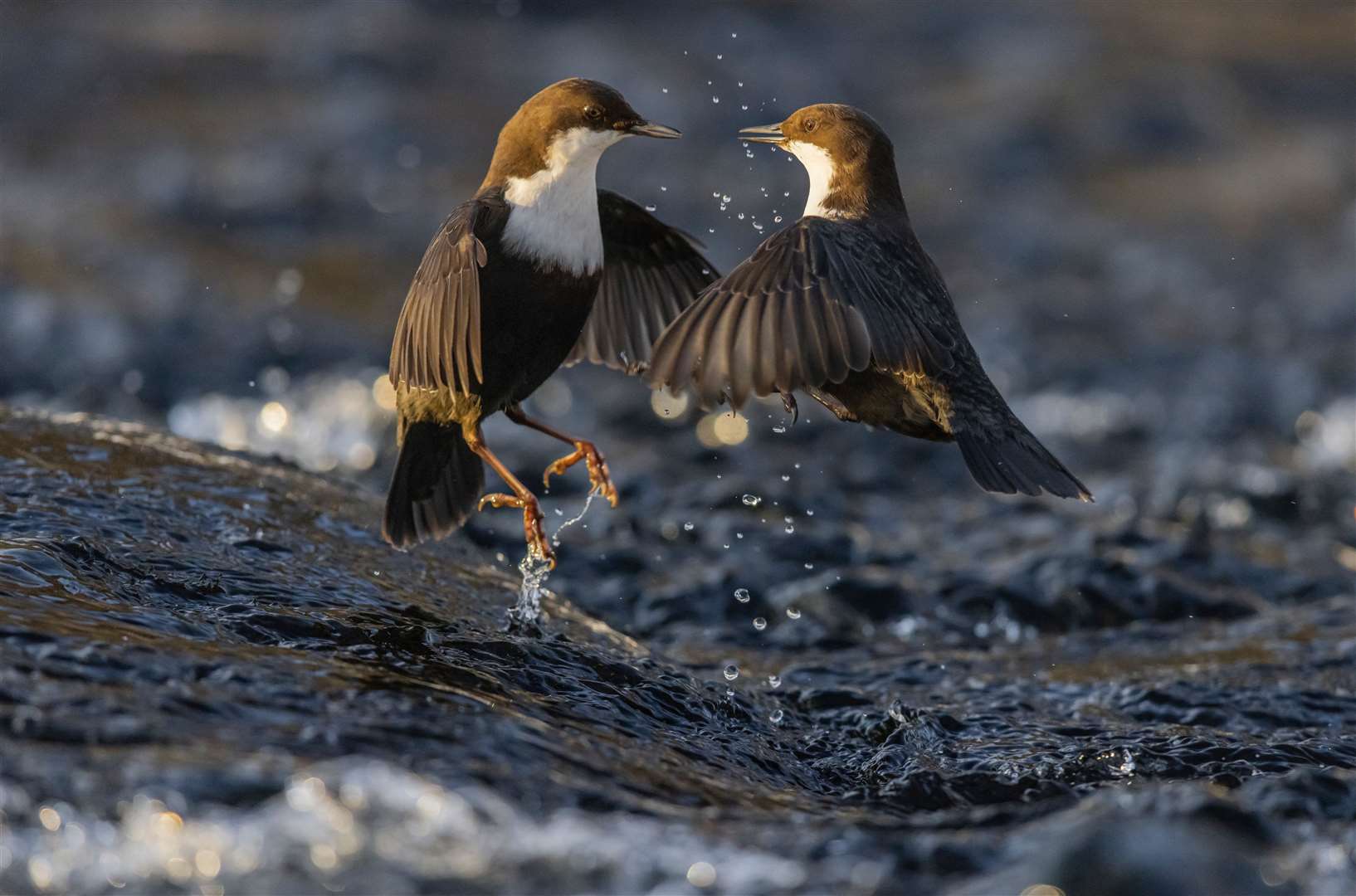 Dipper dispute by Heikki Nikki, which has been highly commended in the Behaviour: Birds category at the Wildlife Photographer of the Year competition )Heikki Nikki/Wildlife Photographer of the Year)