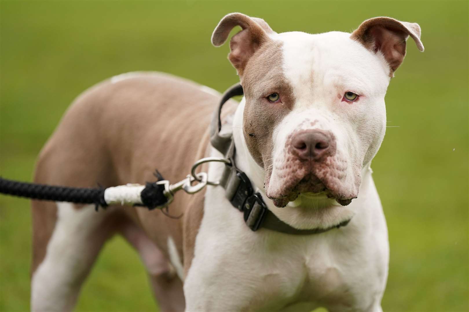 A XL bully dog (Jacob King/ PA)
