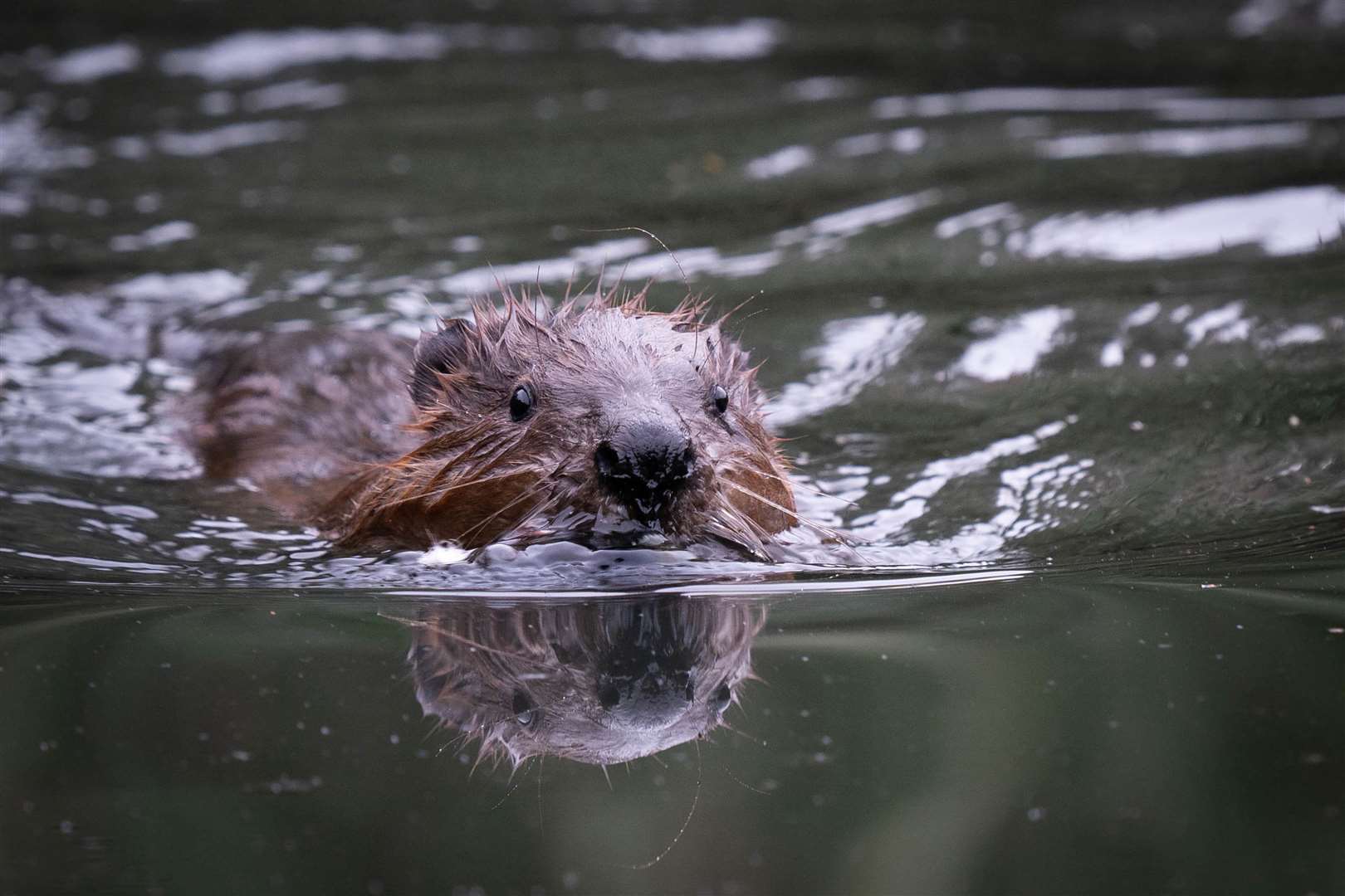 Beavers have been described as essential to improving the UK’s wetland ecosystems (James Manning/PA)