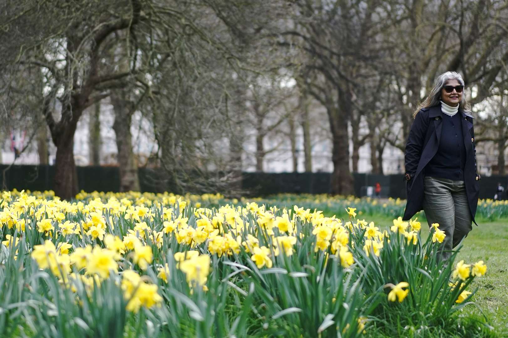 A woman walking past daffodils in St James’s Park, London (Victoria Jones/PA)