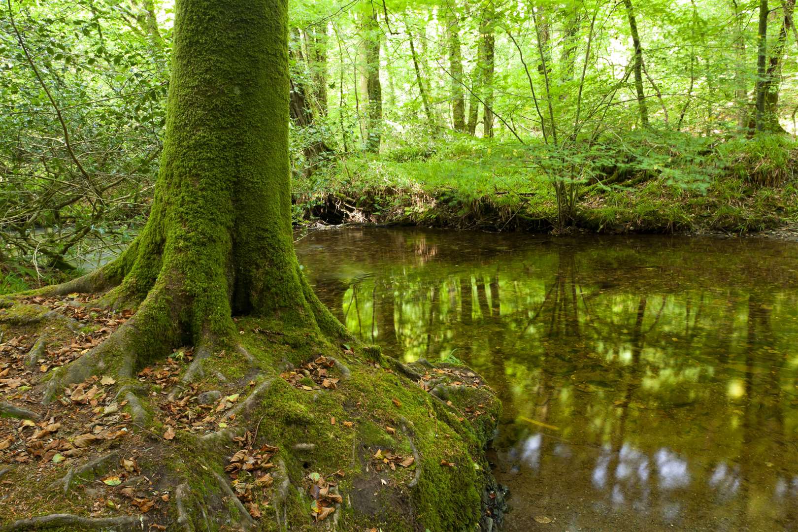 Trees provide wildlife, shade, boost water quality and store carbon (Robert Morris/National Trust/PA)