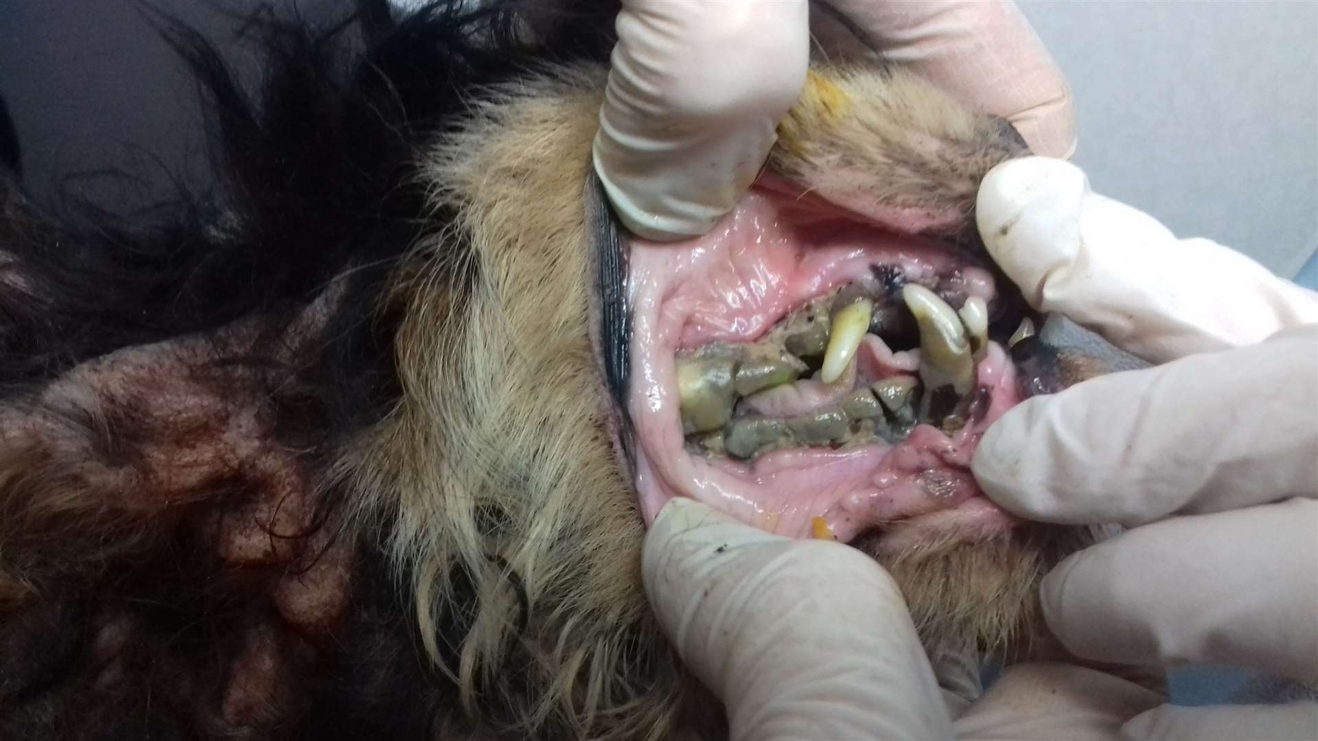 A considerable amount of tartar covering the dog's molars and pre molars caused his gums to recede.