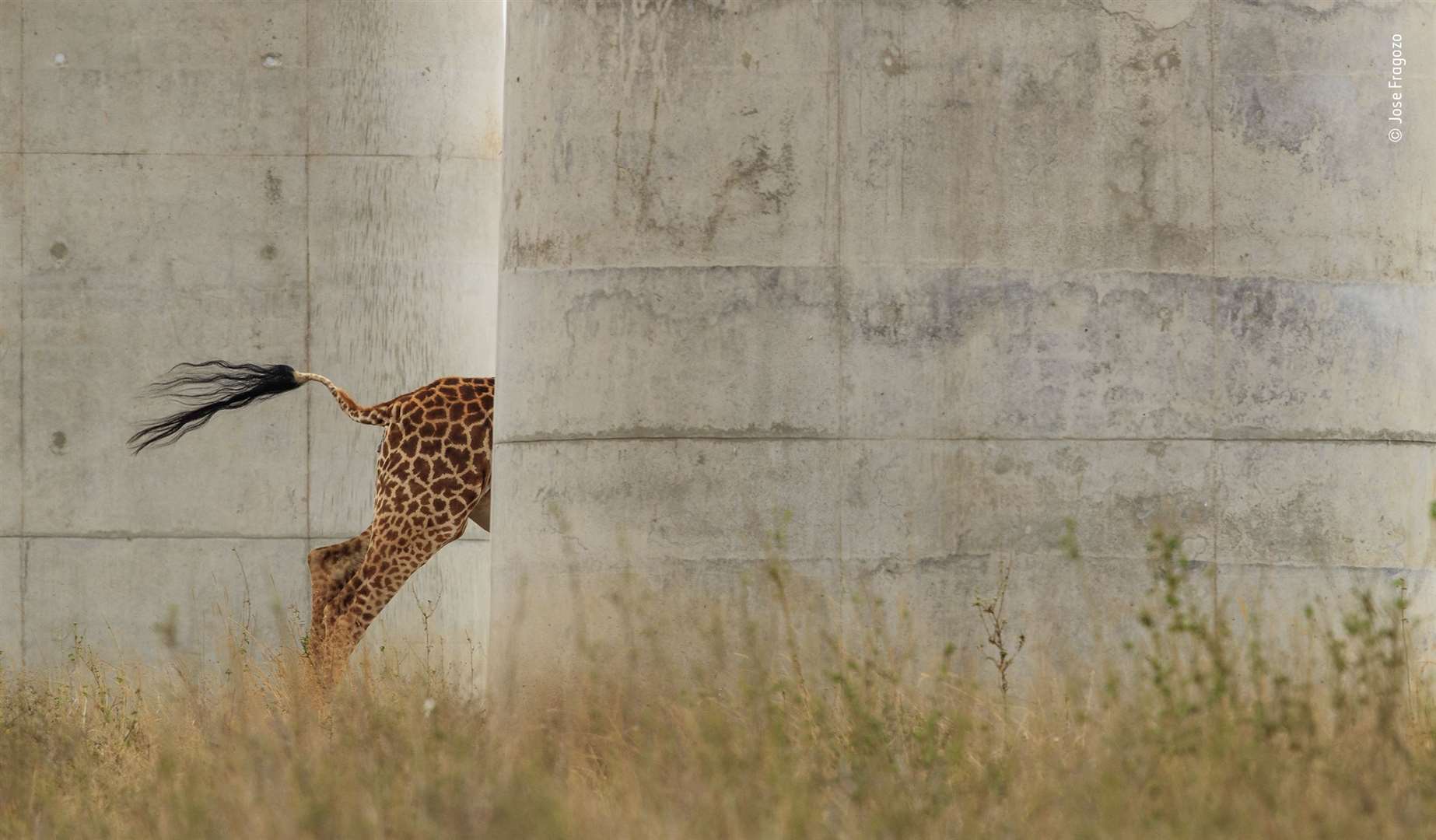 Giraffe disappearing between concrete railway pillars in Nairobi, Kenya (Jose Fragozo/Wildlife Photographer of the Year/PA)