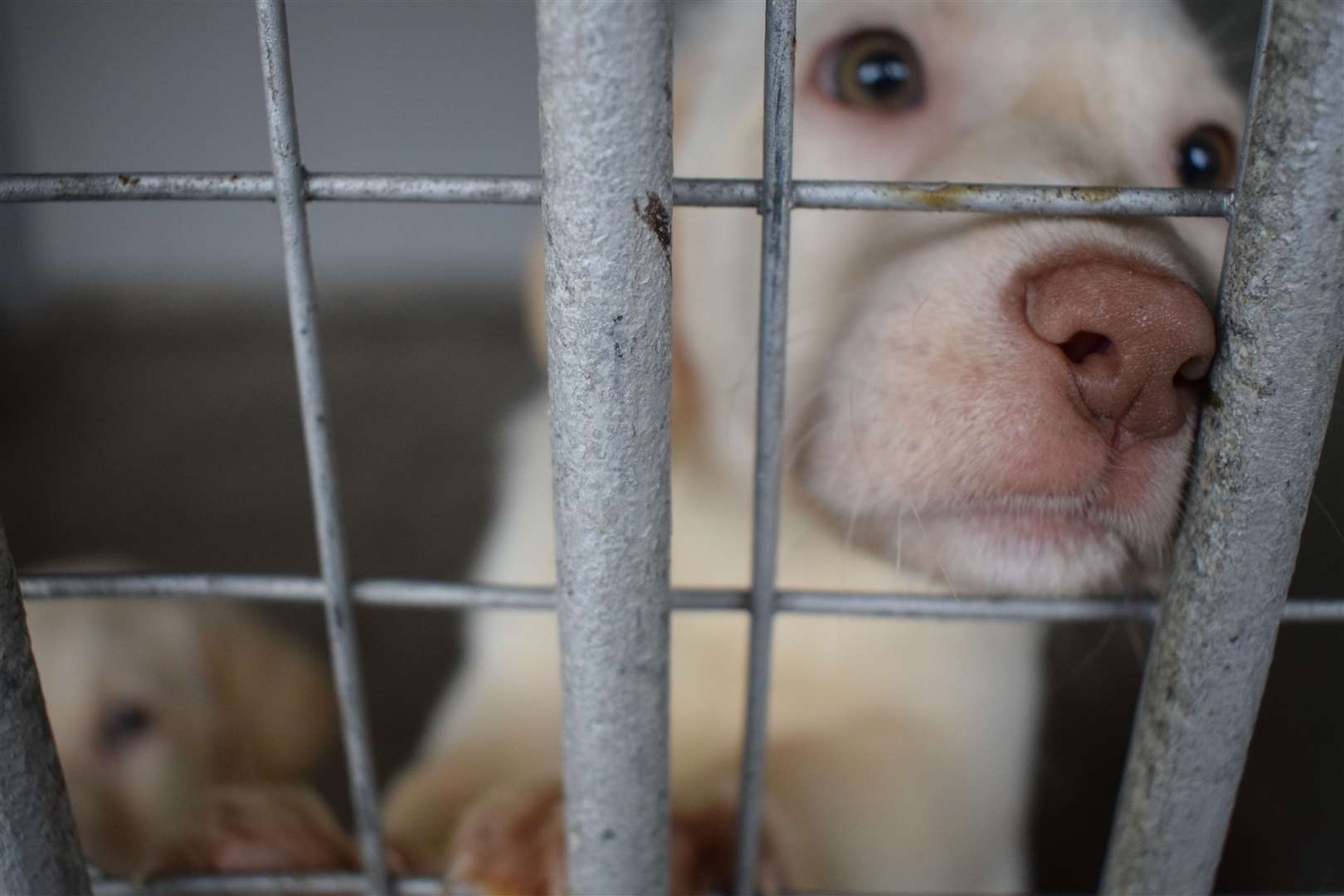 Sixty dogs were rescued from a Moray puppy farm last year – two were pregnant.