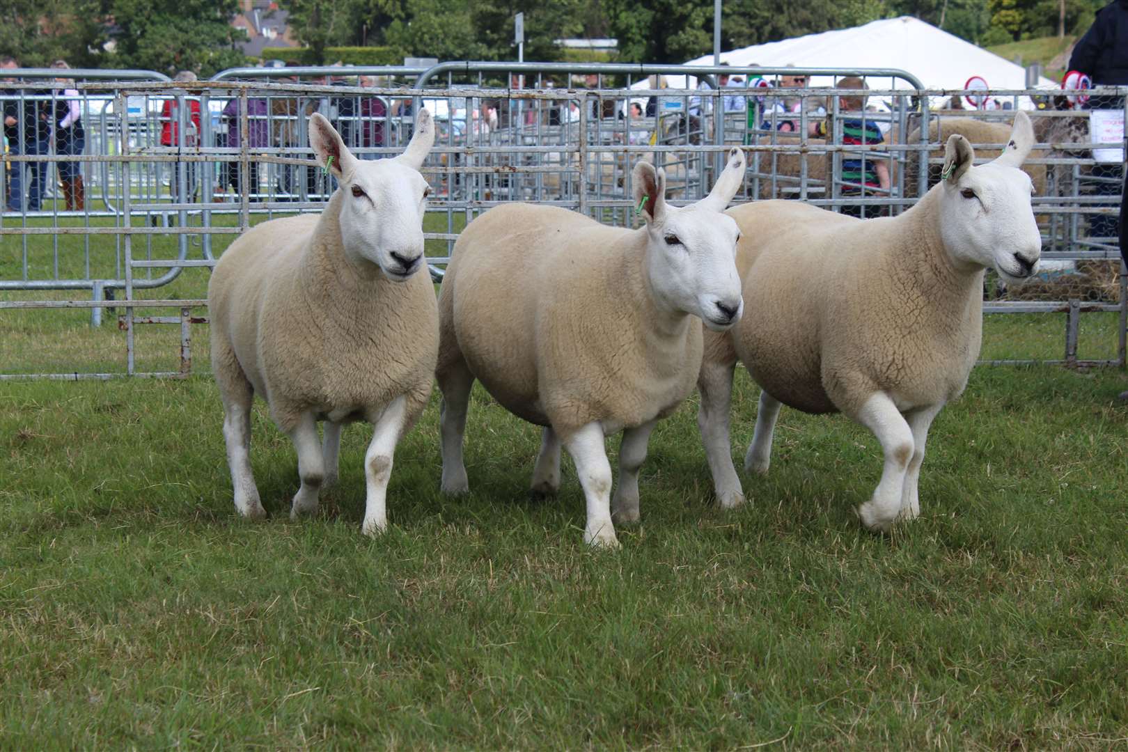 The Pens of Ewes, Cross Ewes, Gimmers and Lambs champion. Picture: Kyle Ritchie