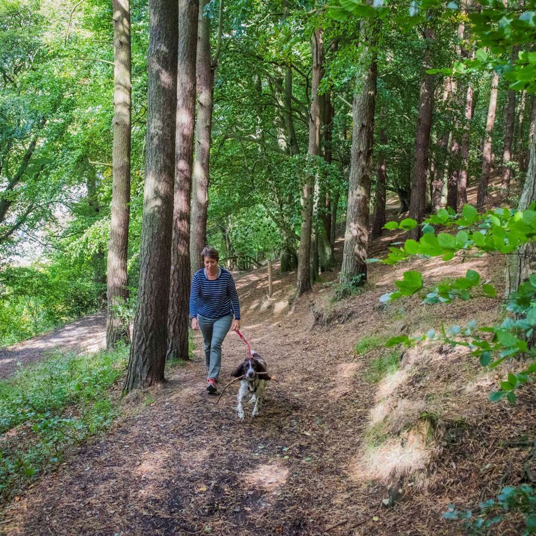 Walks in forests in the north-east area provide a calming escape.