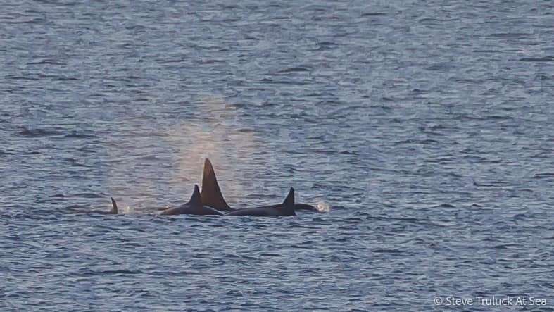 Orcas, including male Busta, travel east after a successful hunt off of Strathlene and Findochty...Picture: Steve Truluck At Sea