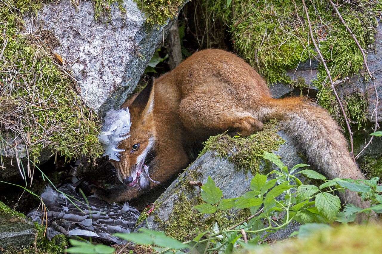A picture of a fox eating a goose won the Young Wildlife Photographer of the Year award (Liina Heikkinen/Wildlife Photographer of the Year 2020/PA)