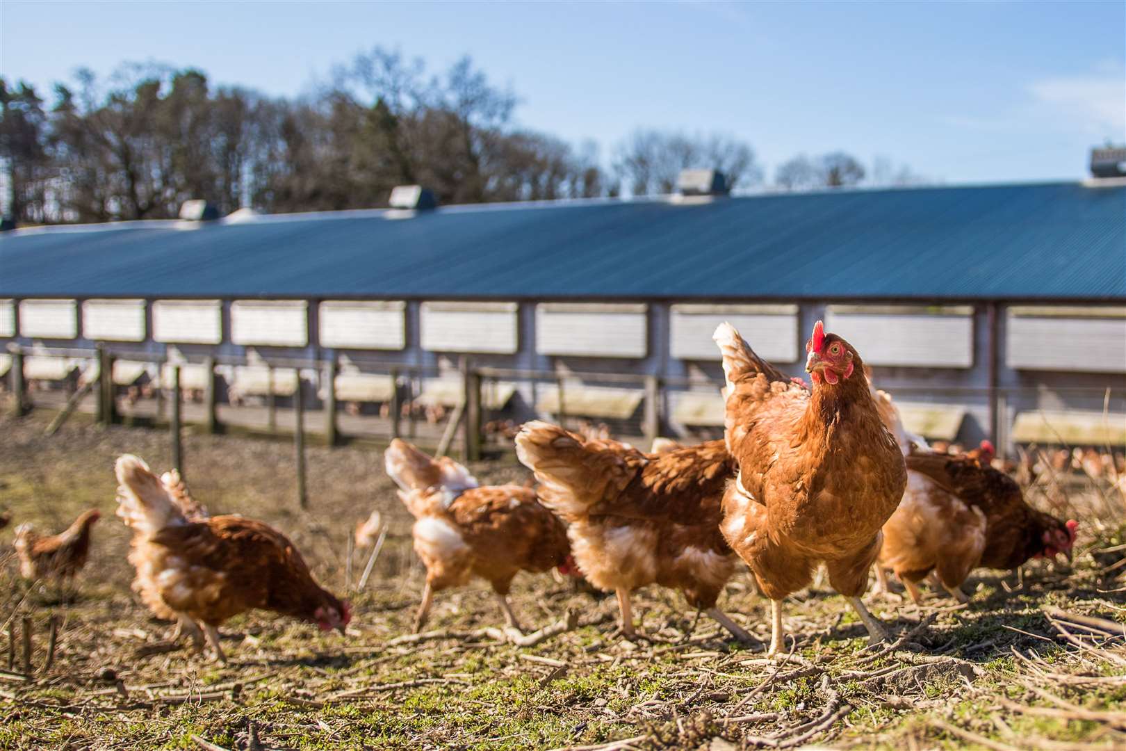 Free range chickens will be allowed to be housed outside from the end of the month.