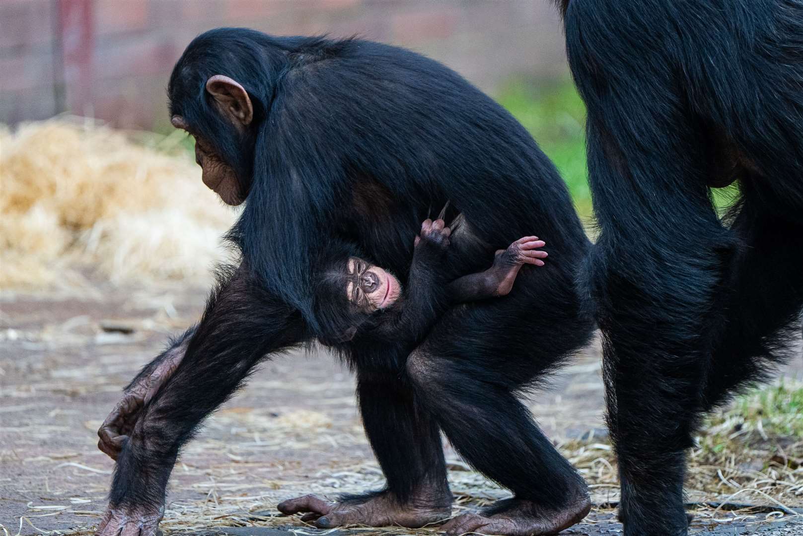 Young chimps are born with a white tuft of hair on their rear (Chester Zoo/PA)