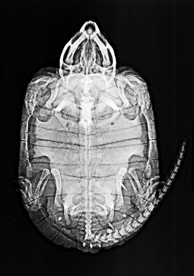 An X-ray of a big-headed turtle (ZSL/PA)