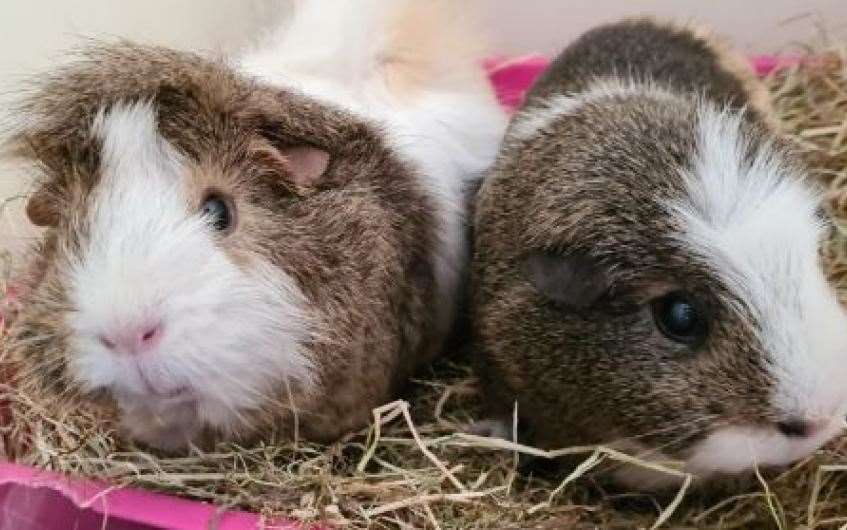 Champagne and Brandy will be celebrating when they find their forever home.