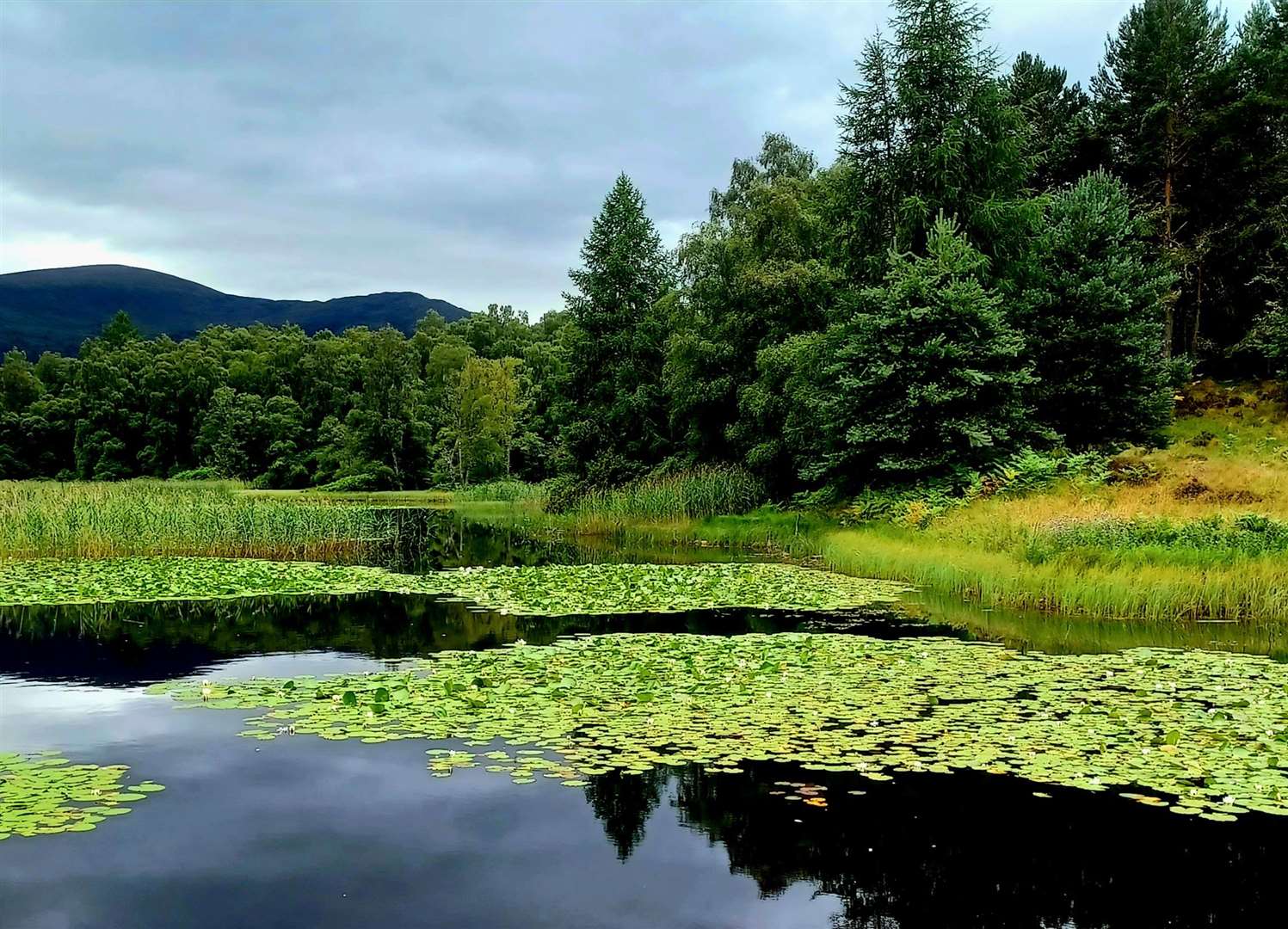 The magical Lily Loch at Rothiemurchus. Picture: Maureen Brown.
