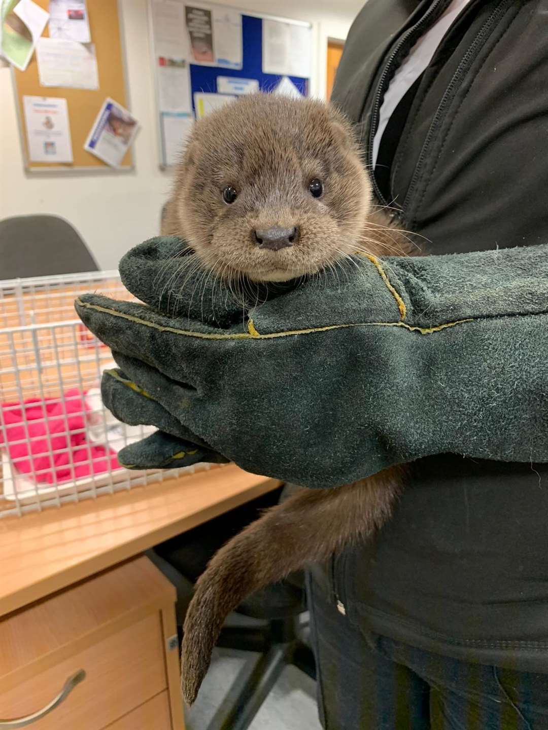 The cute mammal was picked up by a member of the public yesterday (Monday).
