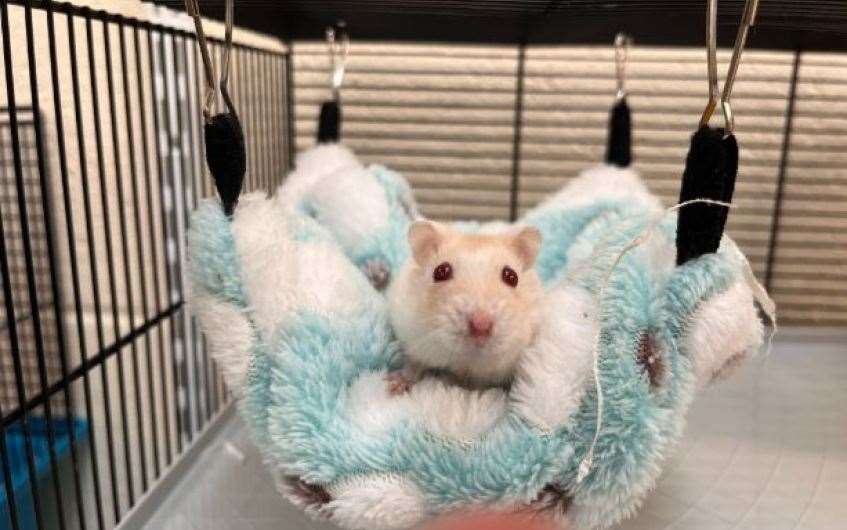George snuggles down in his favourite cosy hammock.