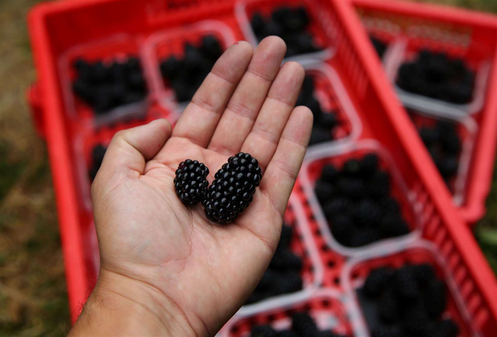 Berries such as blackberries are rich in flavanols (Gareth Fuller/PA)