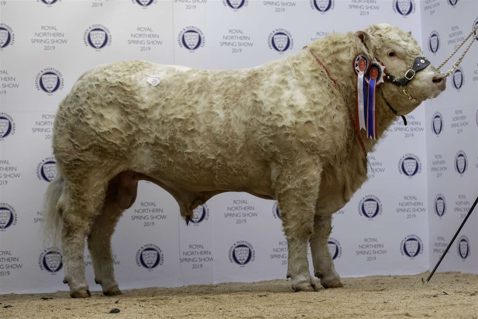The overall Charolais champion which sold for the top price of 9500gns.
