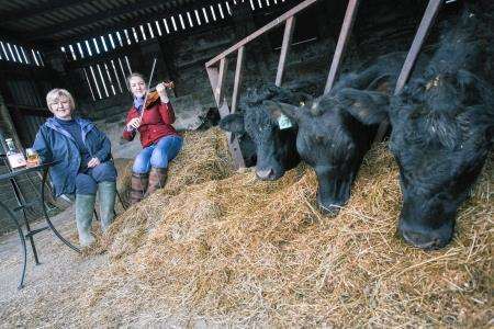 One of the Aberdeen Angus herd cannot wait to get his daily dram from Spirit of Speyside Whisky Festival director Ann Miller while fiddler Lorna Edward plays a tune.
