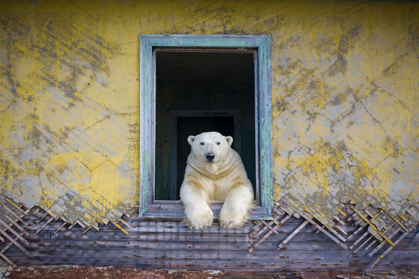 Polar frame by Dmitry Kokh, which has been highly commended in the Animal Portraits category at the Wildlife Photographer of the Year competition (Dmitry Kokh/Wildlife Photographer of the Year)