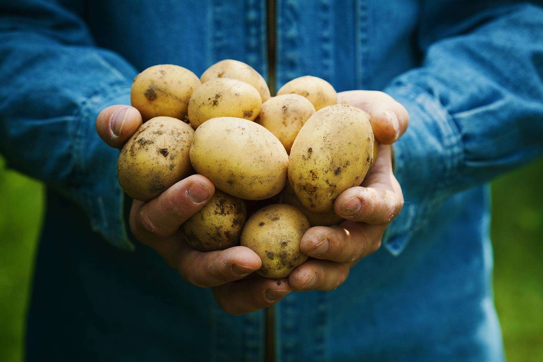 Seed potato exports continue to be hit by Brexit