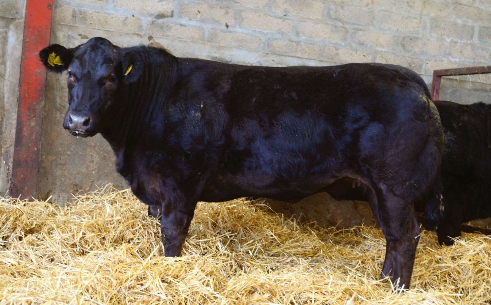 Sale leader at £3900 was a 21-month-old Limousin cross heifer bred by Guise, Tough, which sold online to Jack Smyth, Northern Ireland.