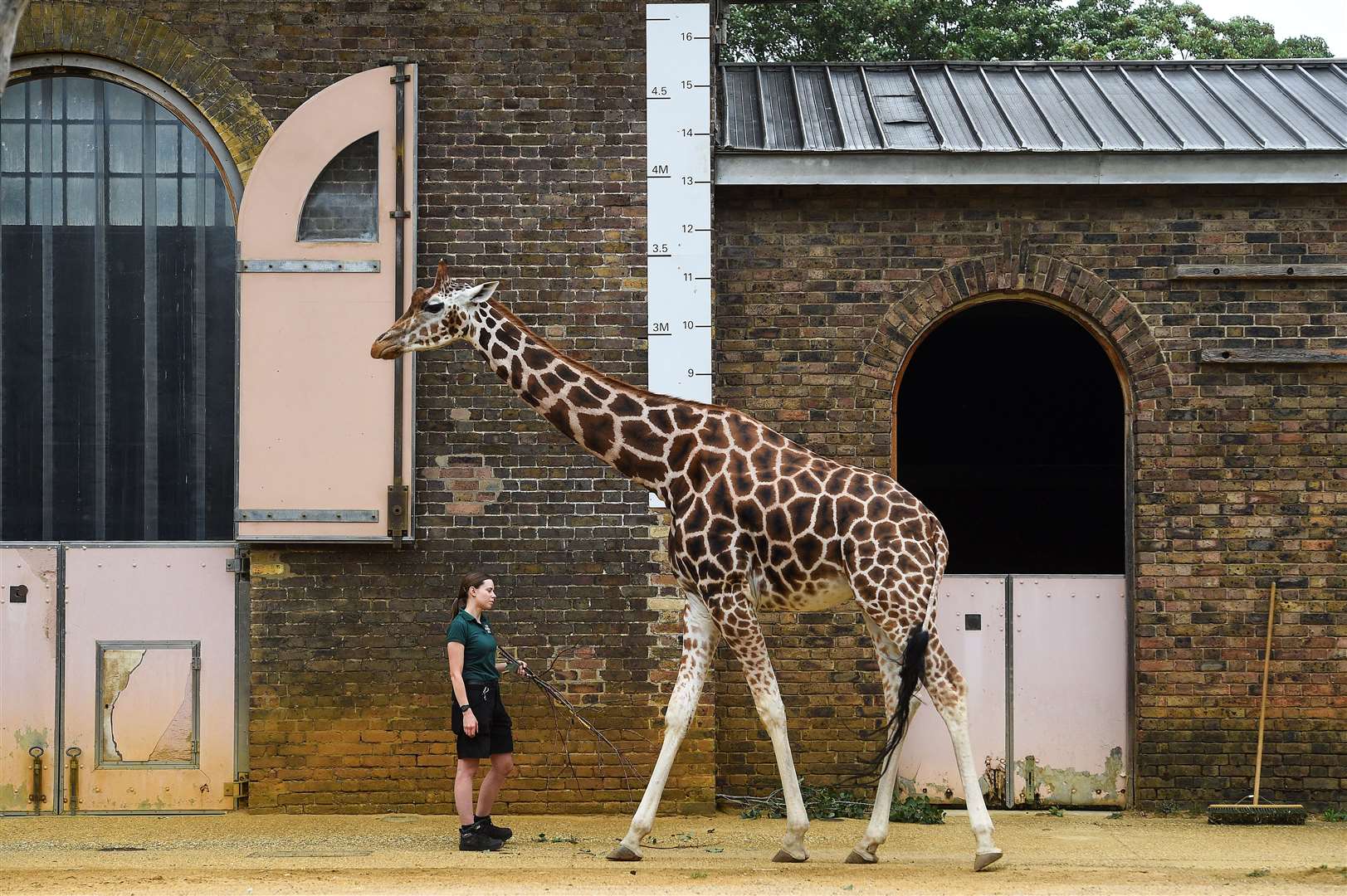 Keeper Maggie measures a giraffe during the annual weigh-in at ZSL London Zoo (Kirsty O’Connor/PA)