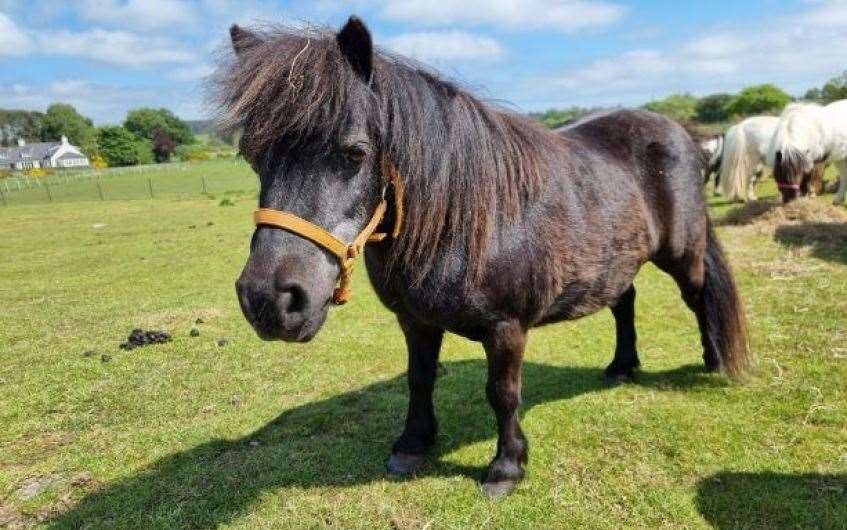 Hobnob the pony is on the lookout for her forever home.