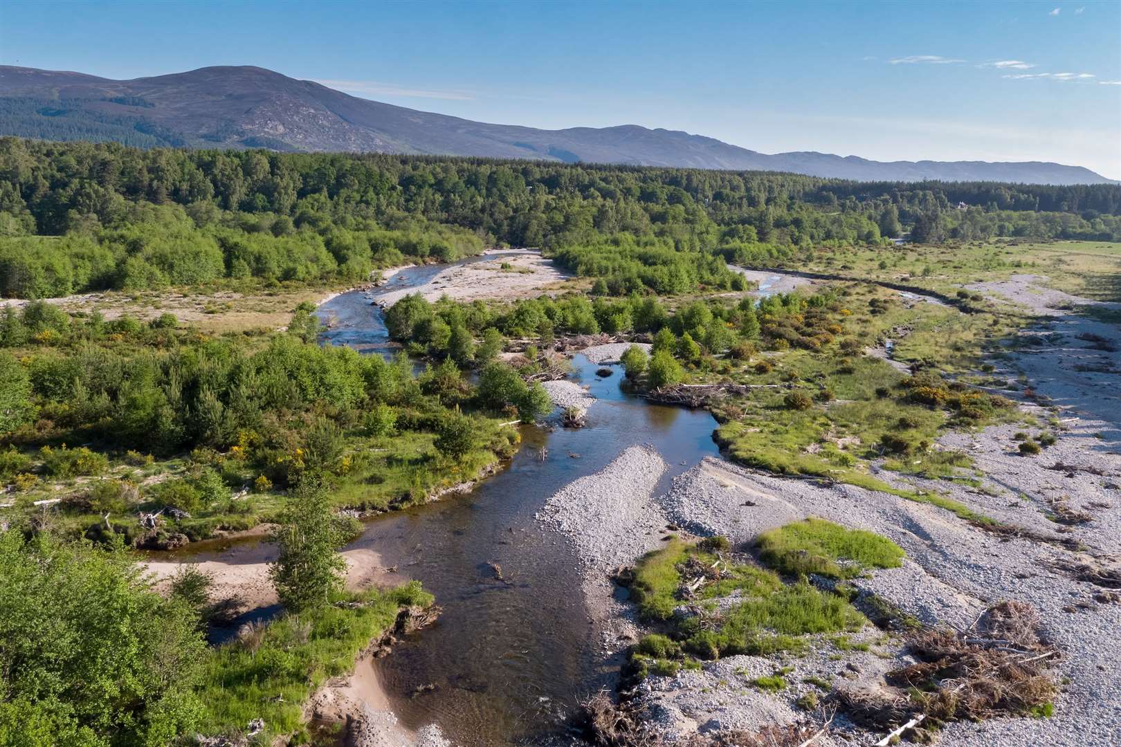 A delta of the River Feshie, lined by regenerating riparian woodland, in the Cairngorms National Park.